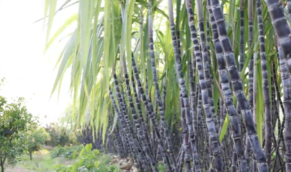 Yunnan Turns Sugarcane Waste into Eco Tableware