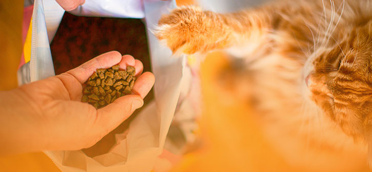 Pet Products